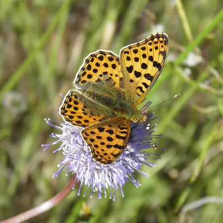 Lantställe El Dolmen Bernuy-Salinero